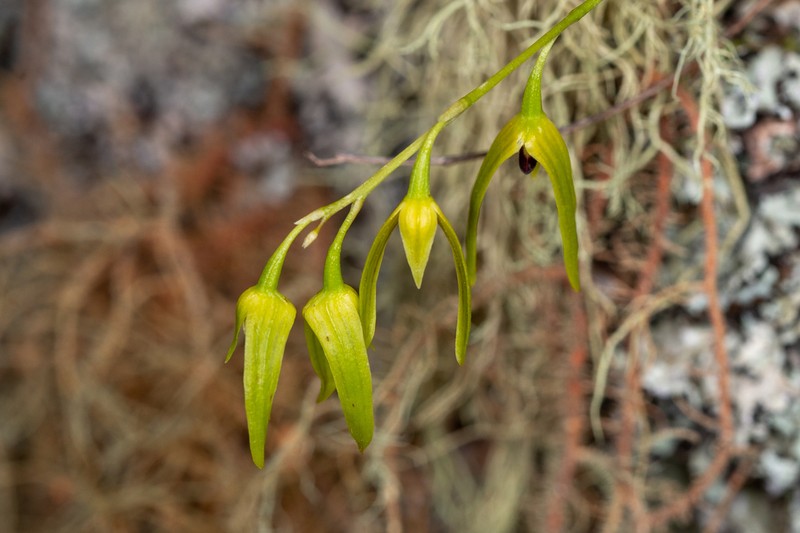Bulbophyllum elisae photo 2