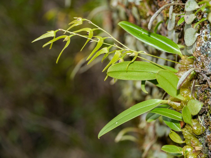 Bulbophyllum elisae photo 3