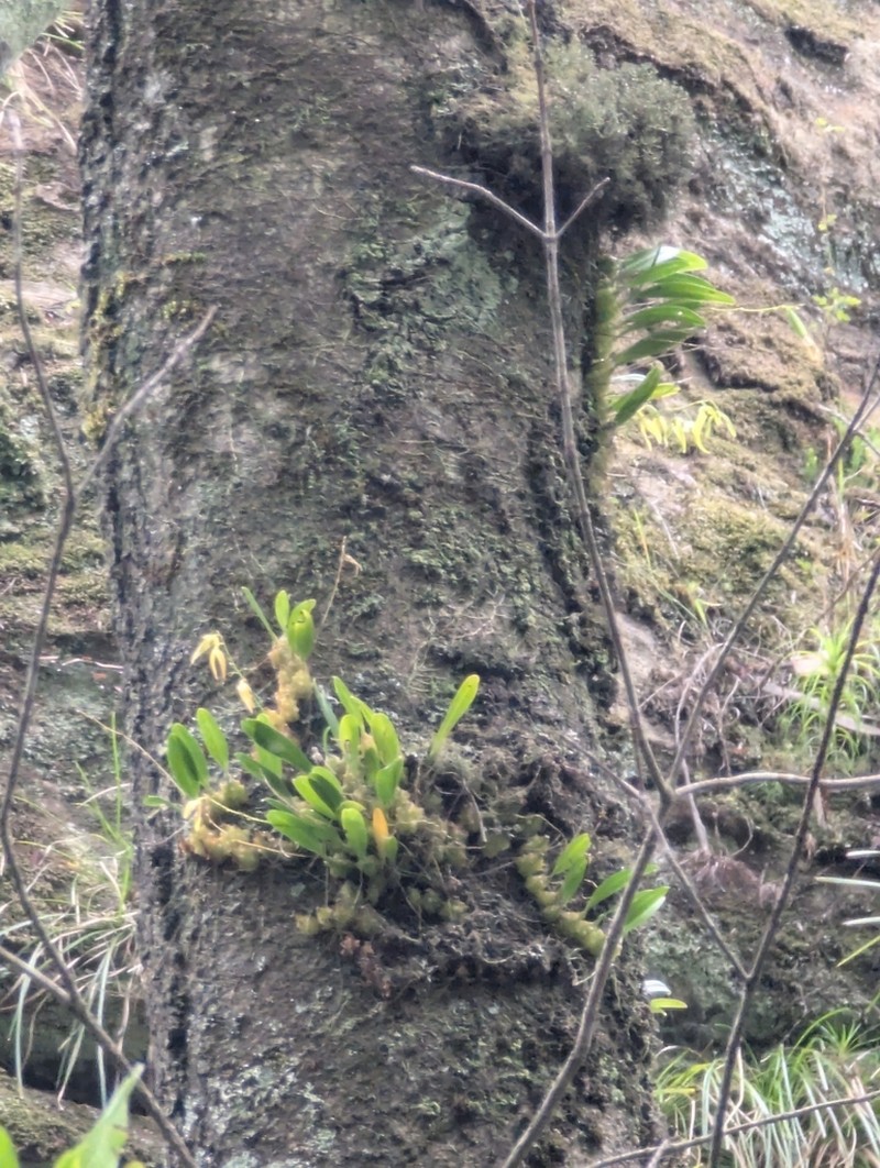Bulbophyllum elisae photo 4