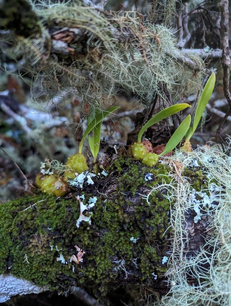Bulbophyllum elisae photo 6