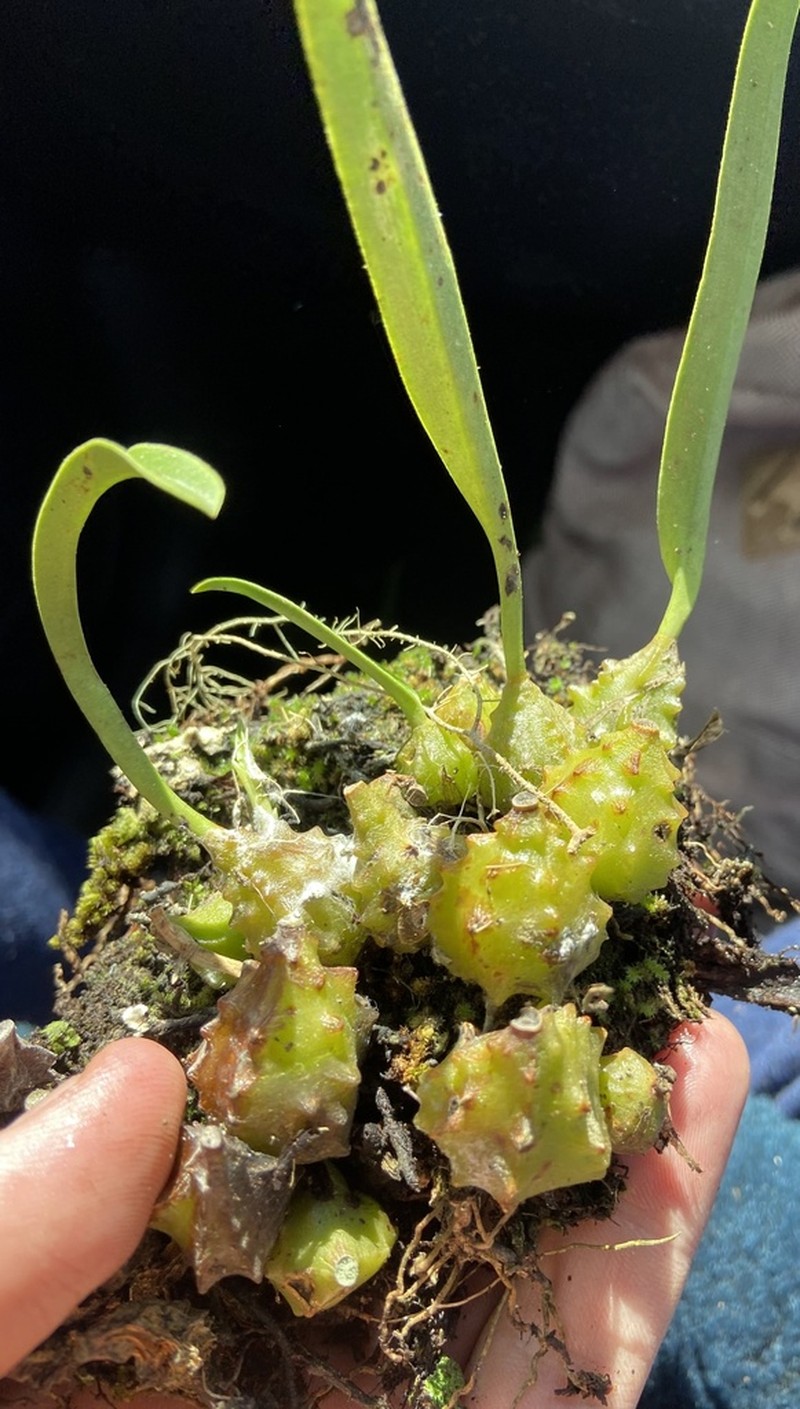 Bulbophyllum elisae photo 7