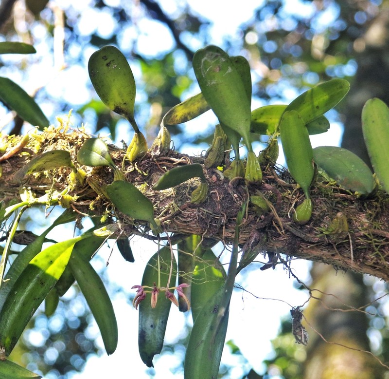 Bulbophyllum elliae