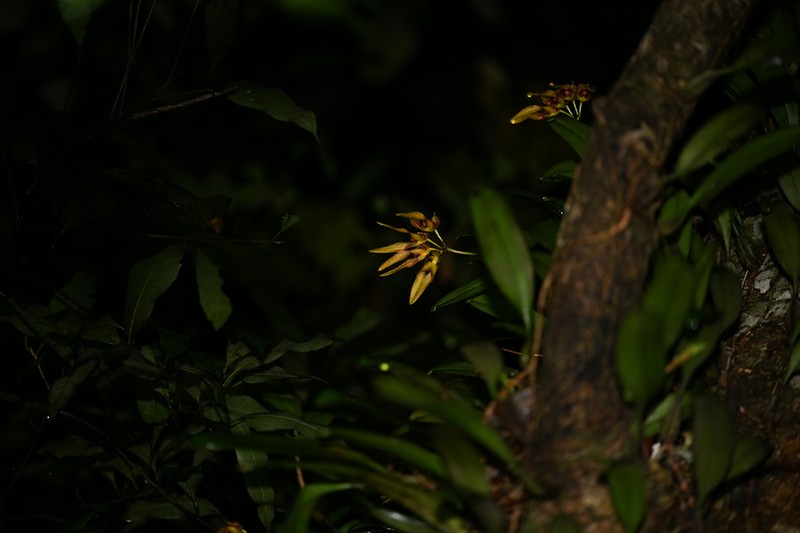 Bulbophyllum elliae photo 3