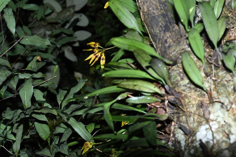 Bulbophyllum elliae photo 4