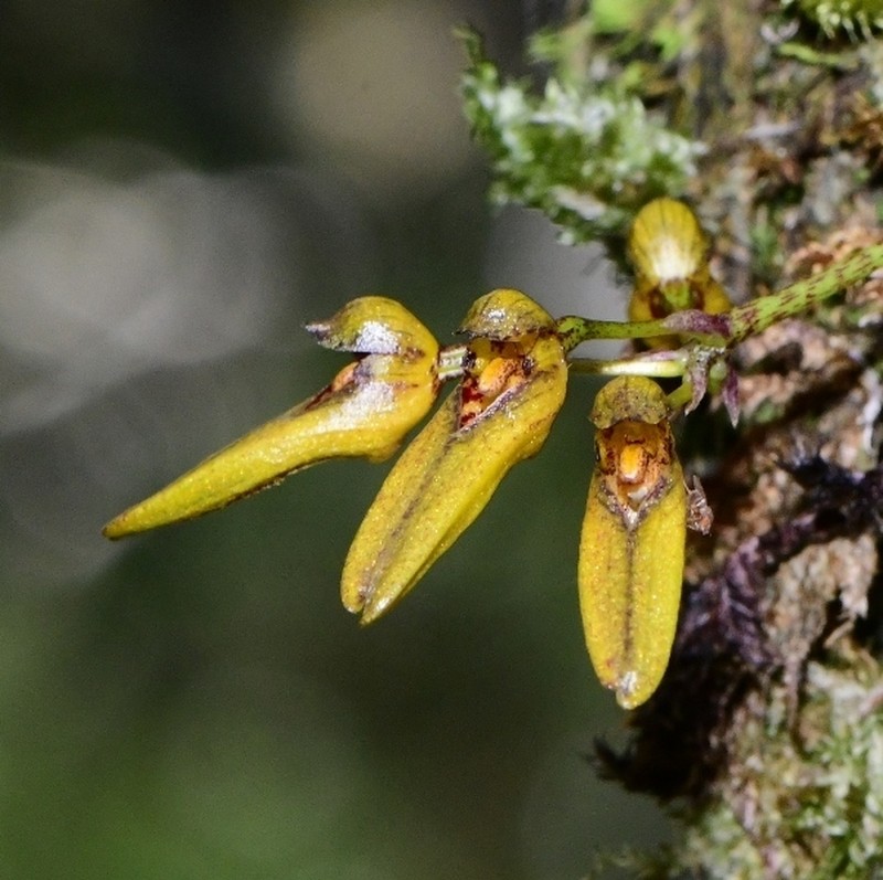 Bulbophyllum elliae photo 5