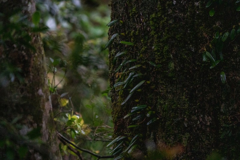 Bulbophyllum elliae photo 7
