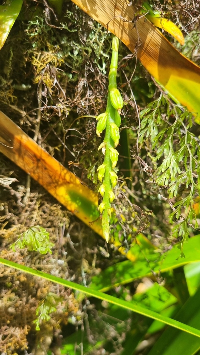 Bulbophyllum elliotii