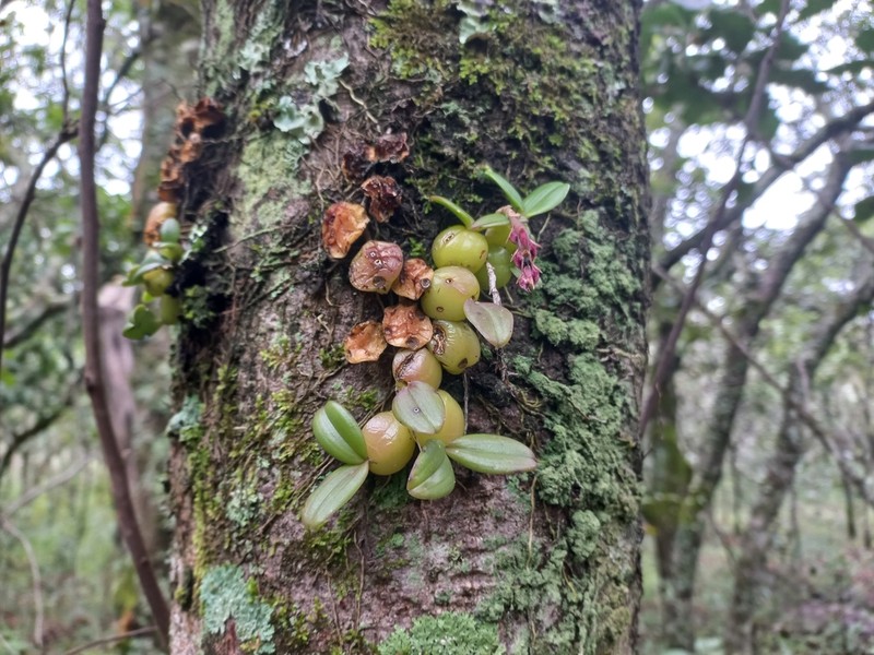 Bulbophyllum elliotii photo 2