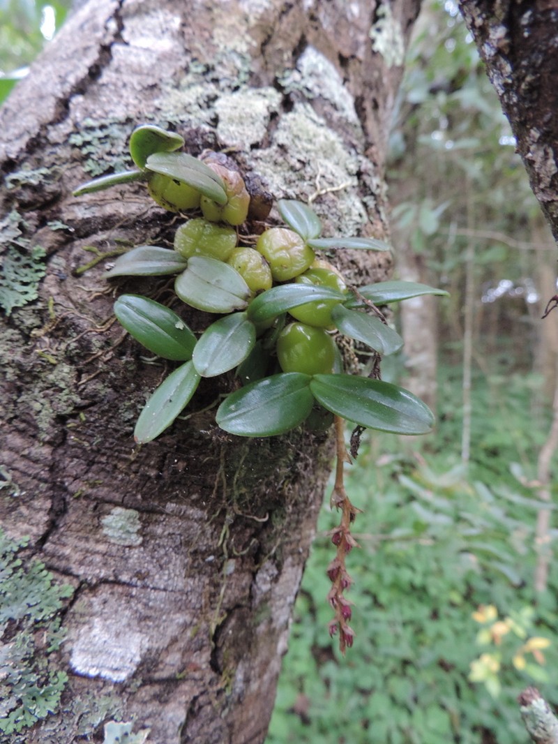 Bulbophyllum elliotii photo 4