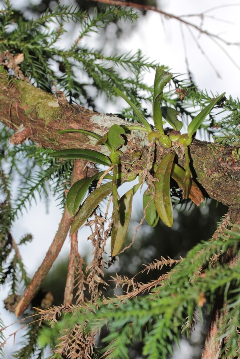Bulbophyllum elliotii photo 5
