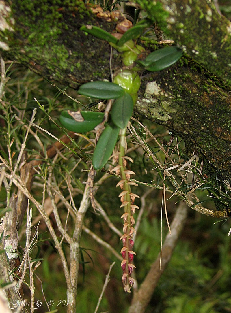 Bulbophyllum elliotii photo 6