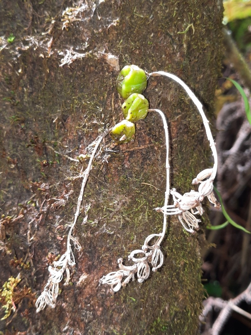 Bulbophyllum elliotii photo 7