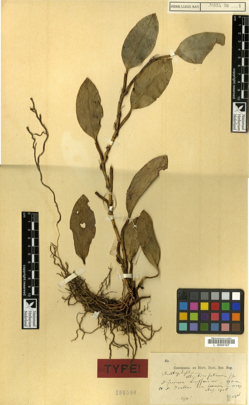 Bulbophyllum ellipticifolium