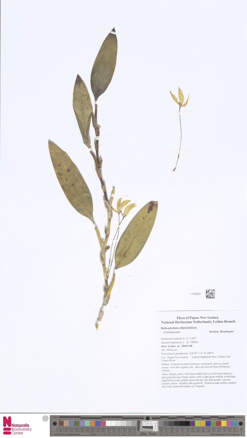 Bulbophyllum ellipticifolium photo 2
