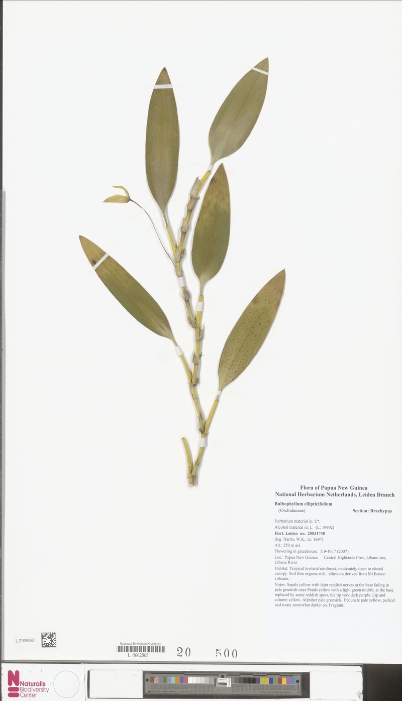 Bulbophyllum ellipticifolium photo 3