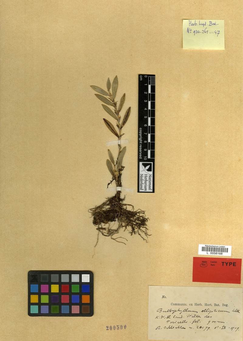 Bulbophyllum ellipticum