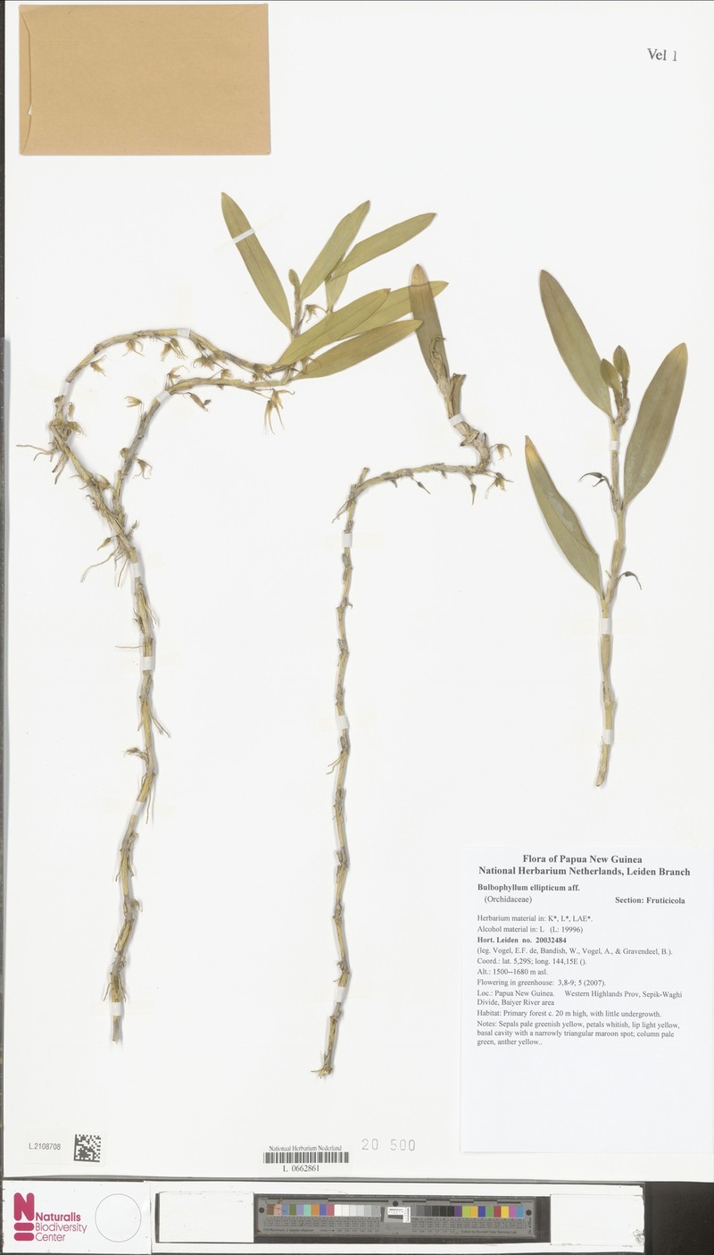 Bulbophyllum ellipticum photo 2