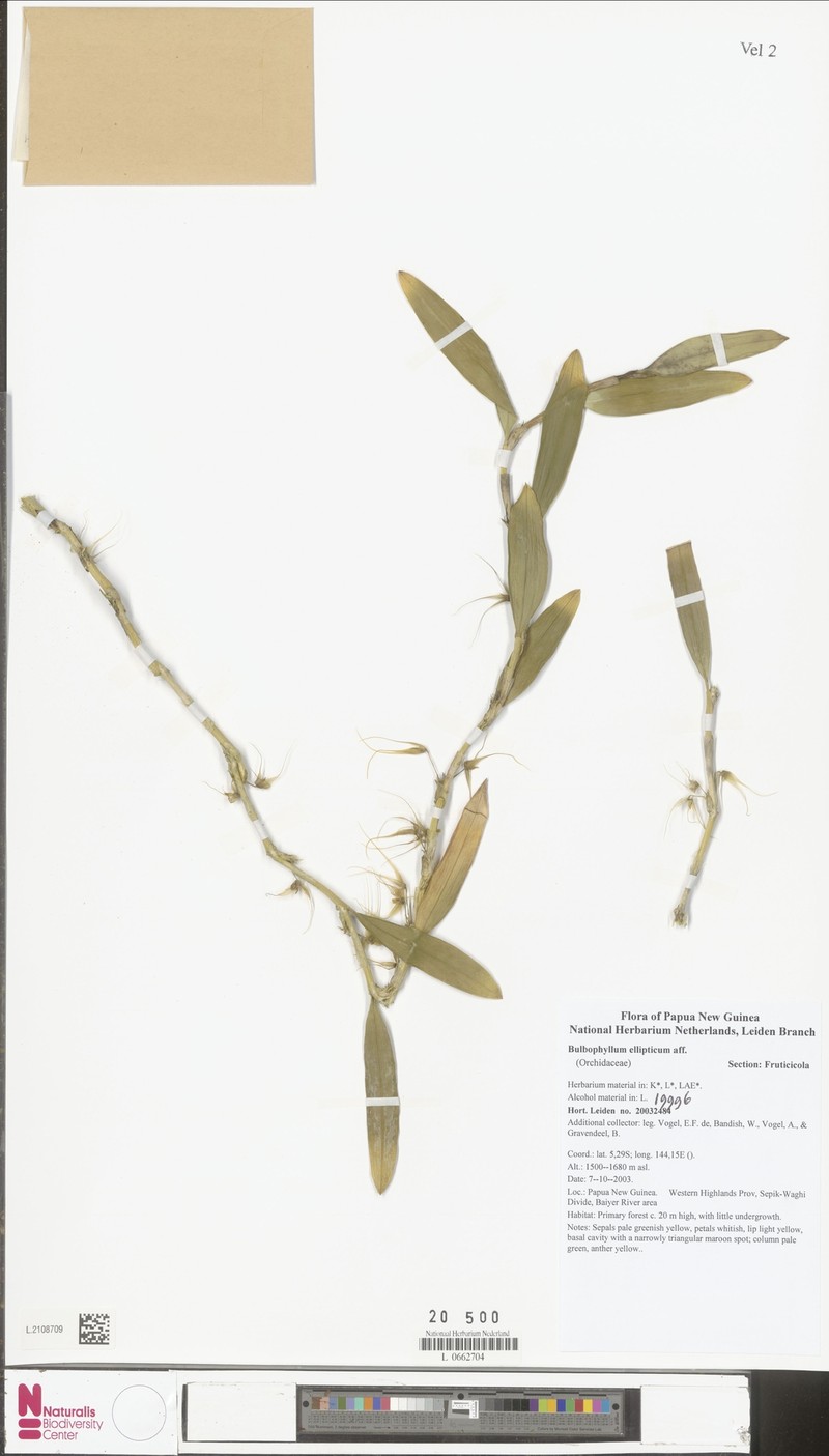 Bulbophyllum ellipticum photo 3