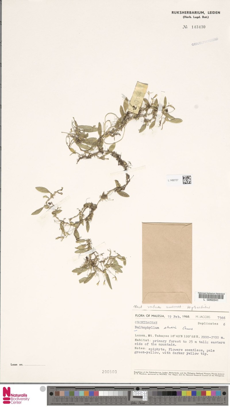 Bulbophyllum elmeri