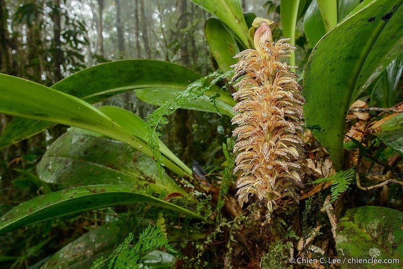 Bulbophyllum elongatum photo 2