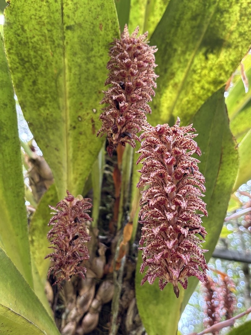 Bulbophyllum elongatum photo 3