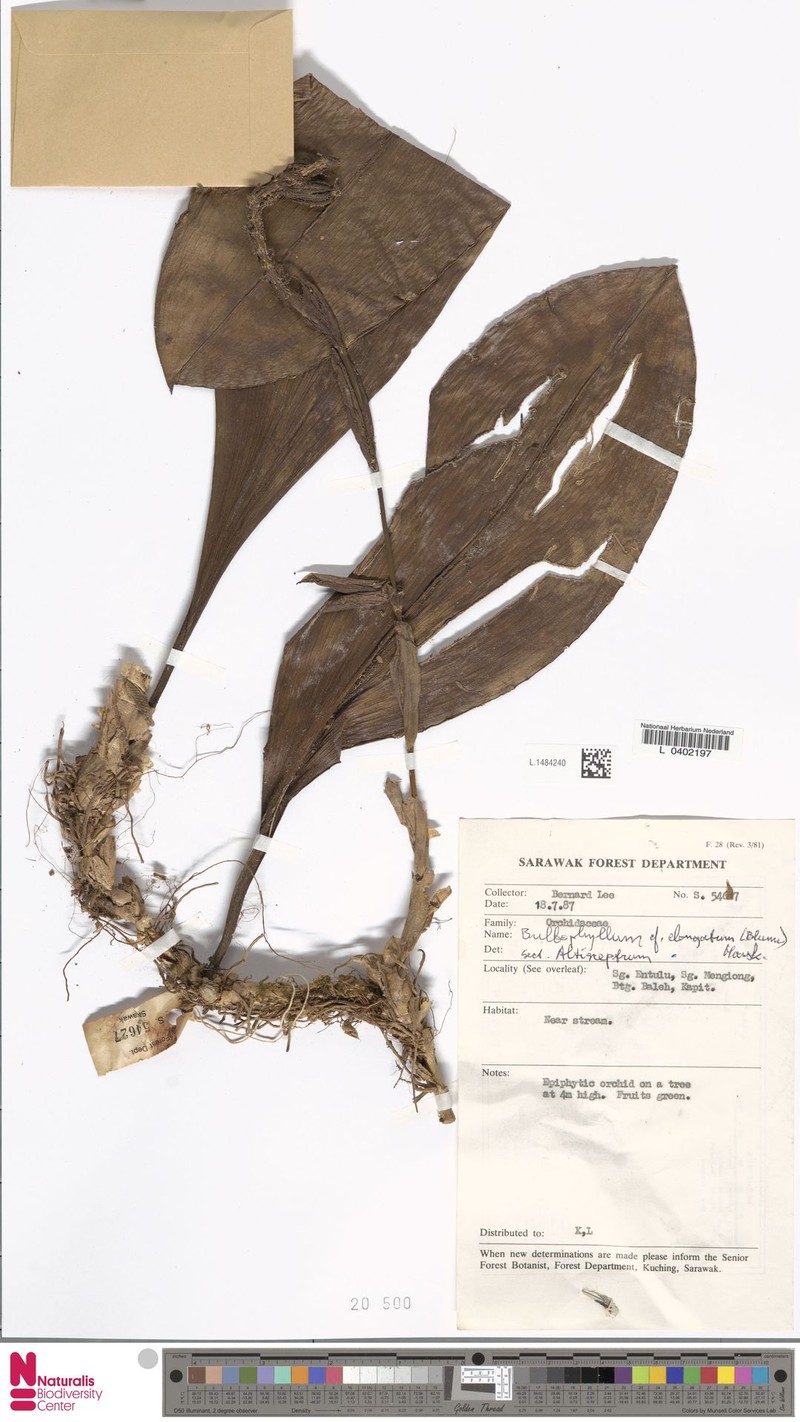 Bulbophyllum elongatum photo 7