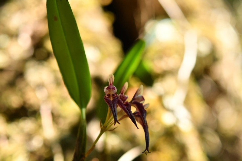 Bulbophyllum emarginatum photo 2