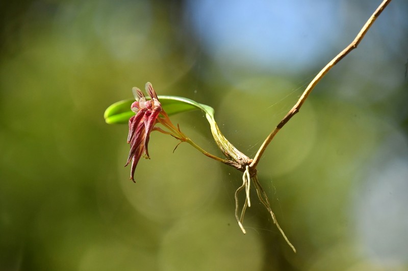 Bulbophyllum emarginatum photo 4