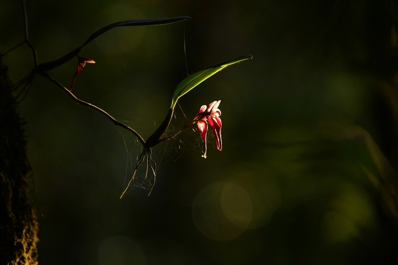 Bulbophyllum emarginatum photo 5