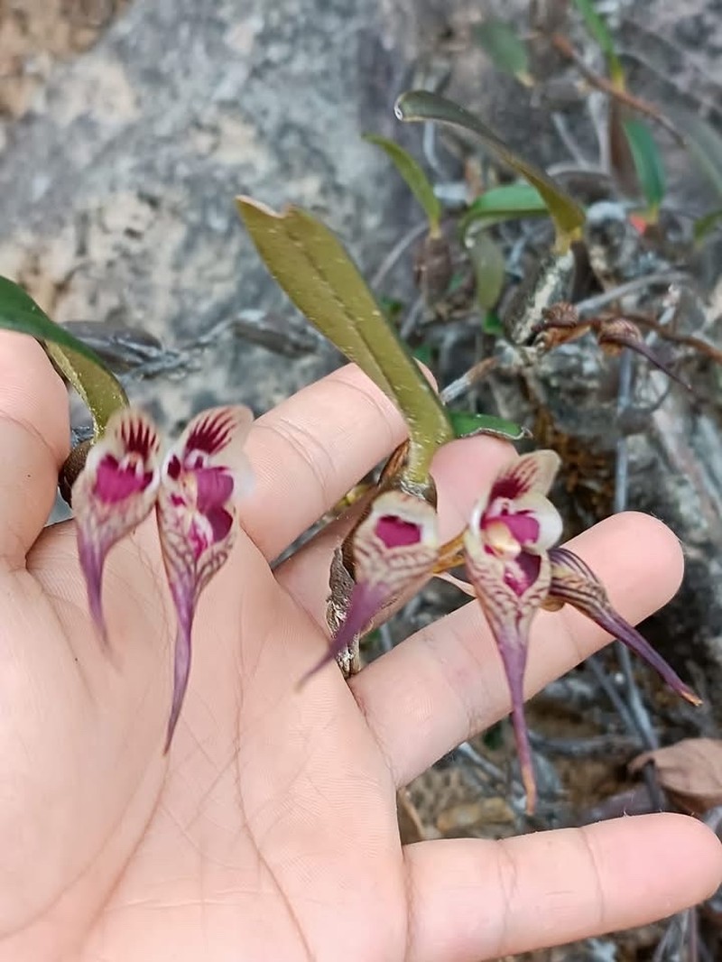 Bulbophyllum emarginatum photo 6