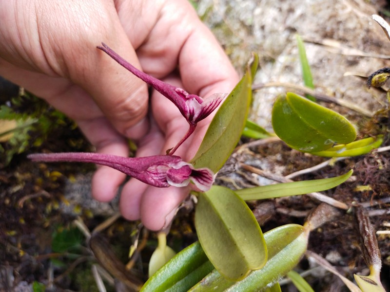 Bulbophyllum emarginatum photo 7