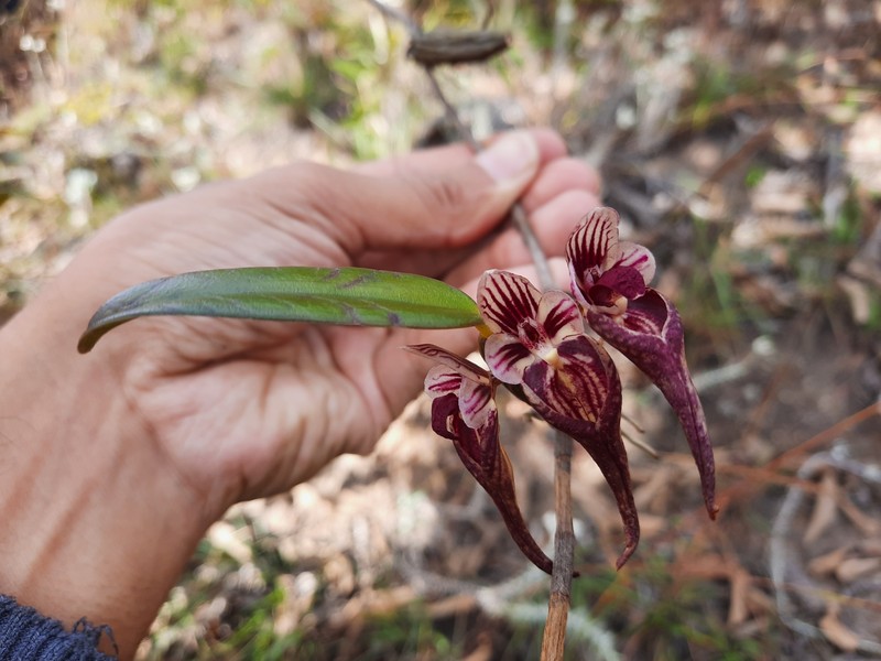 Bulbophyllum emarginatum photo 8