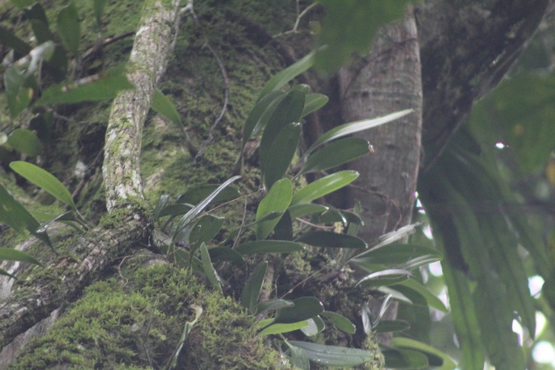 Bulbophyllum encephalodes photo 3