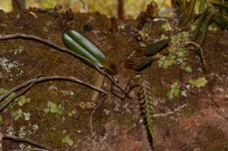 Bulbophyllum encephalodes photo 4