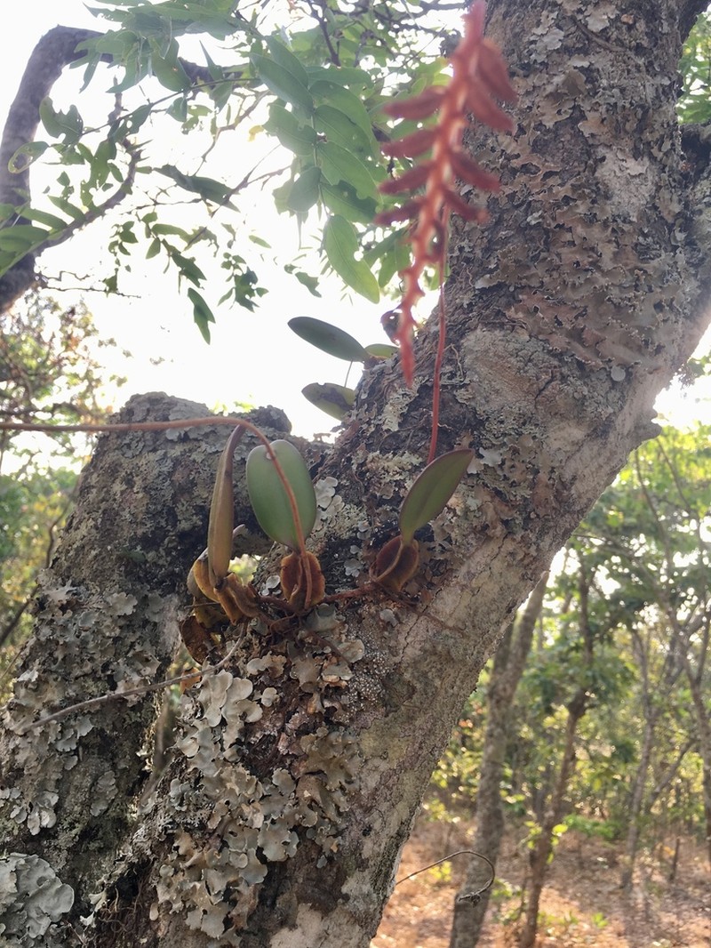 Bulbophyllum encephalodes photo 5
