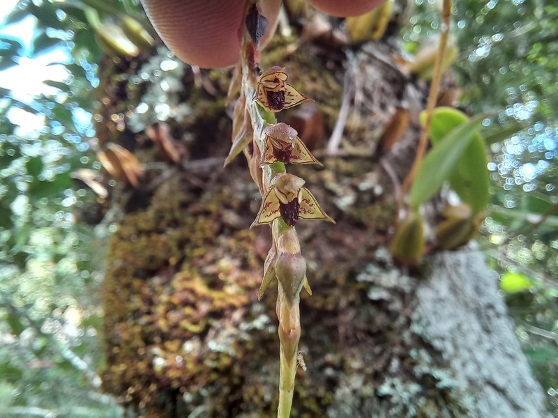 Bulbophyllum encephalodes photo 6