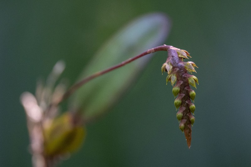 Bulbophyllum encephalodes photo 7