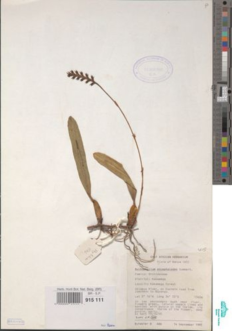 Bulbophyllum encephalodes photo 8