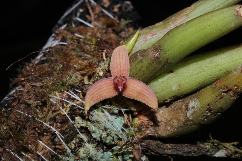 Bulbophyllum entomonopsis