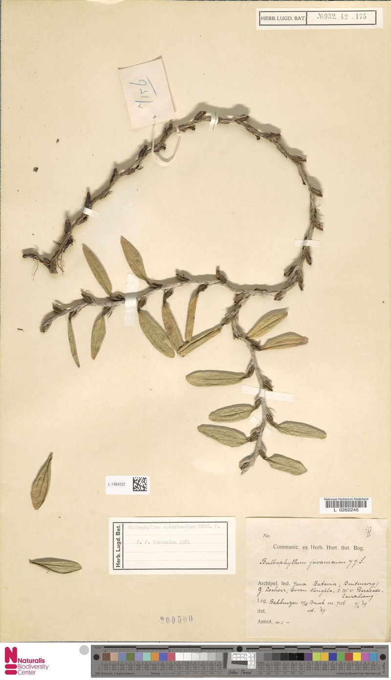 Bulbophyllum epicranthes photo 4