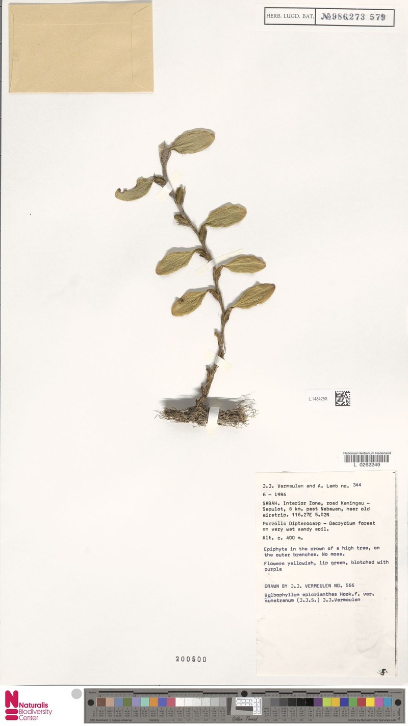 Bulbophyllum epicranthes var. sumatranum
