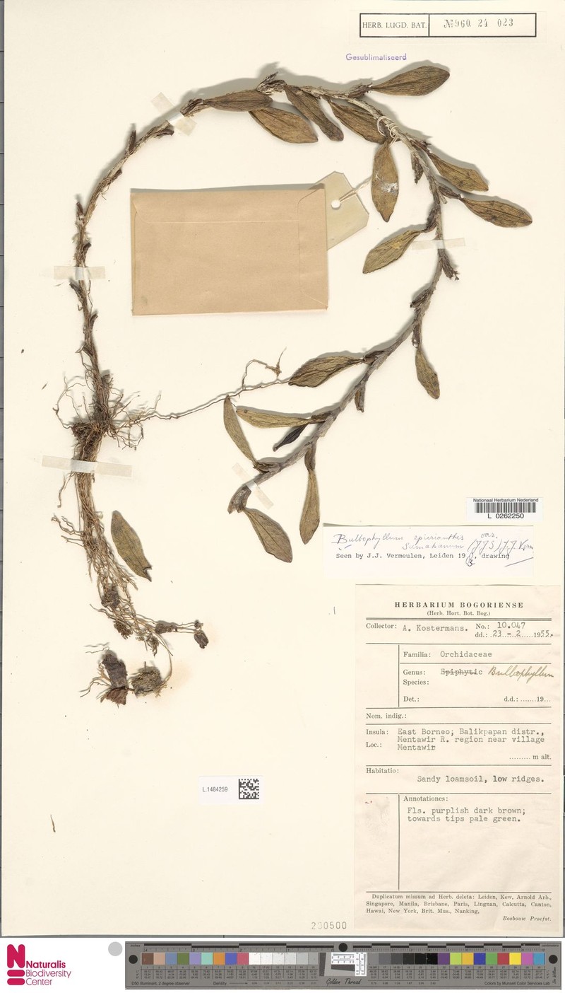 Bulbophyllum epicranthes var. sumatranum photo 2