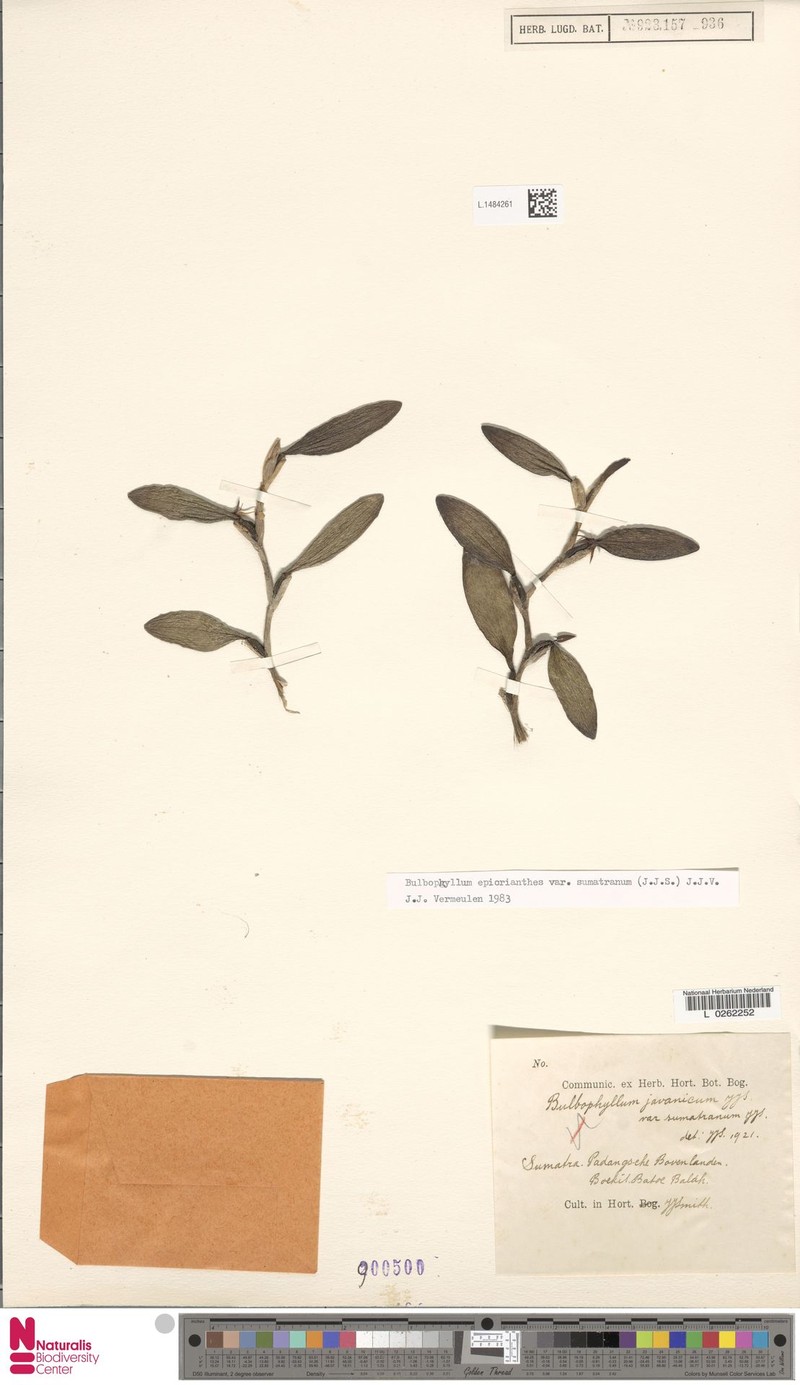 Bulbophyllum epicranthes var. sumatranum photo 4
