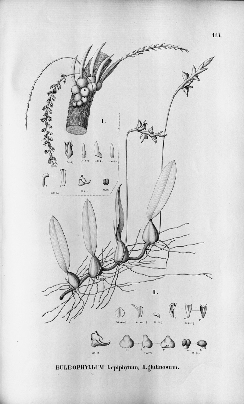 Bulbophyllum epiphytum