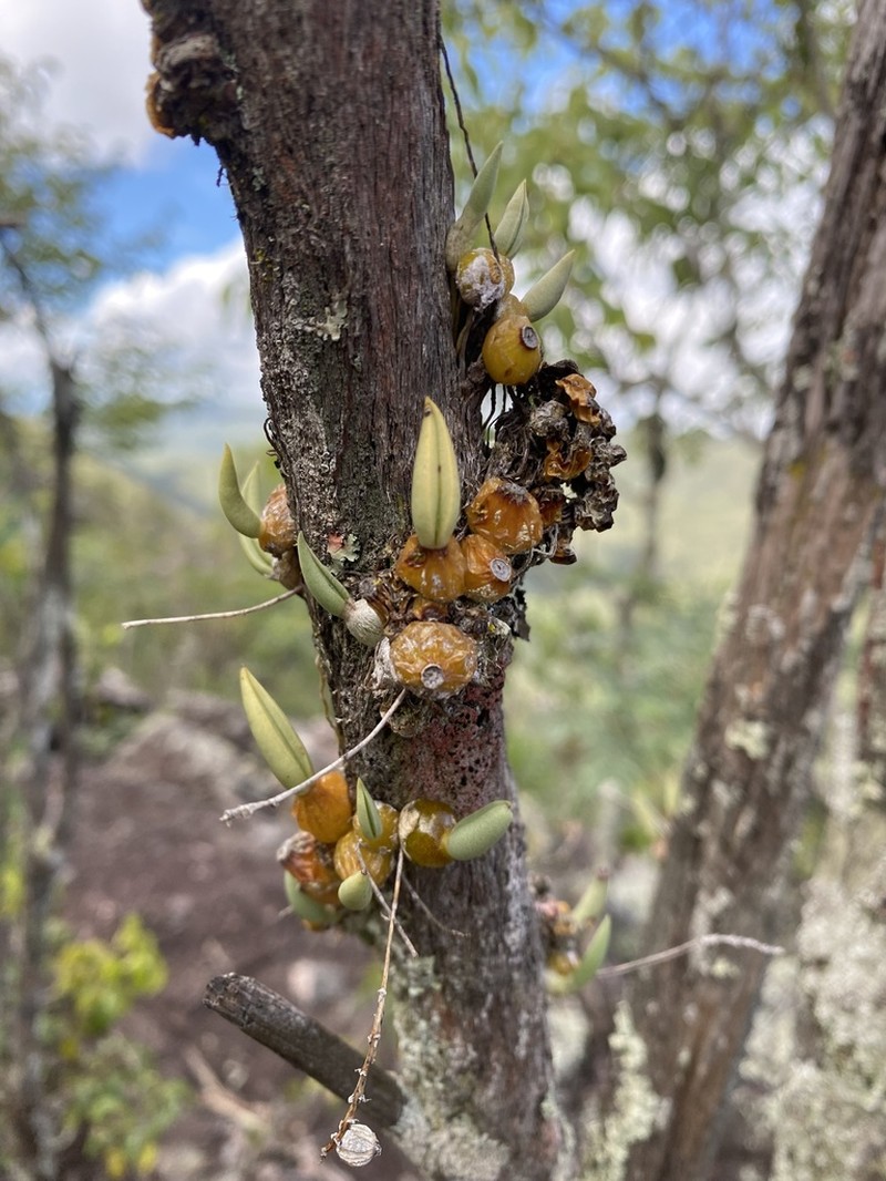 Bulbophyllum epiphytum photo 2
