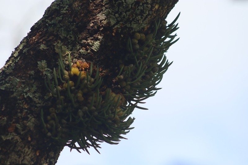 Bulbophyllum epiphytum photo 3