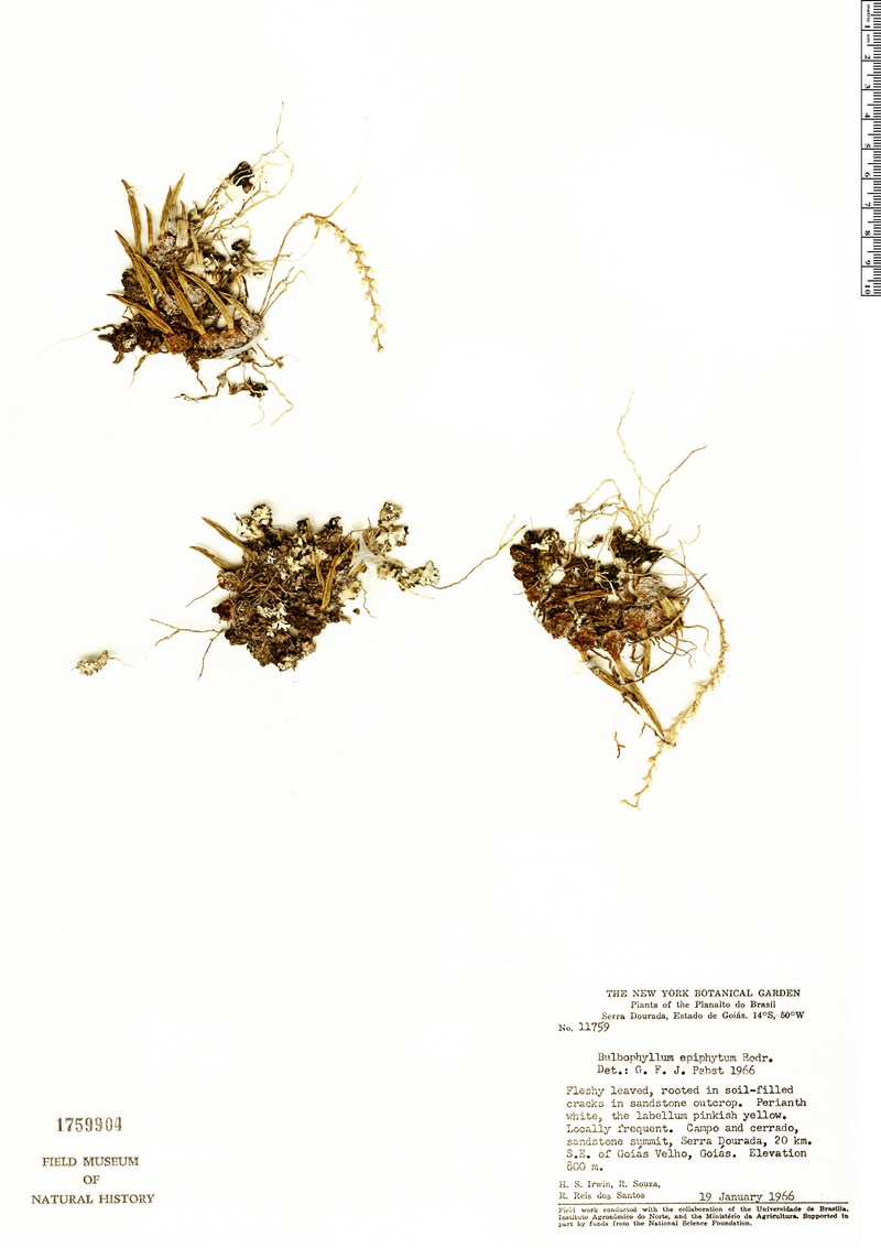 Bulbophyllum epiphytum photo 4