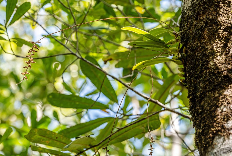Bulbophyllum erectum