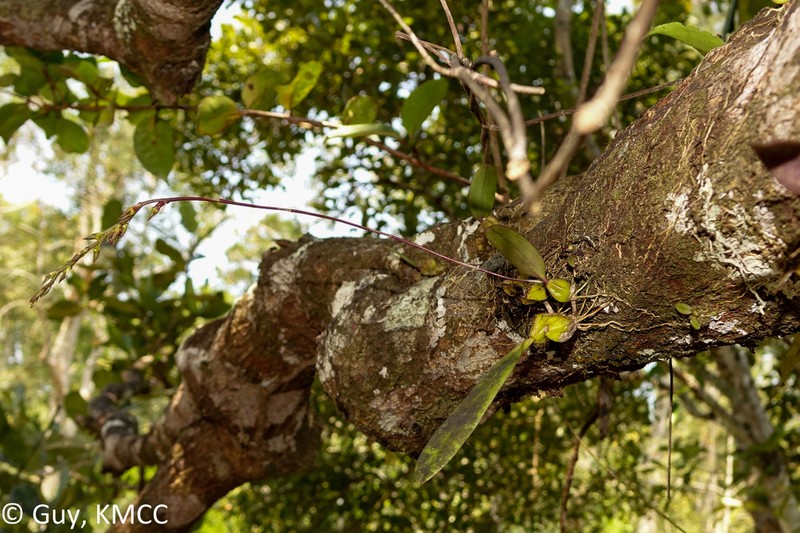 Bulbophyllum erectum photo 2
