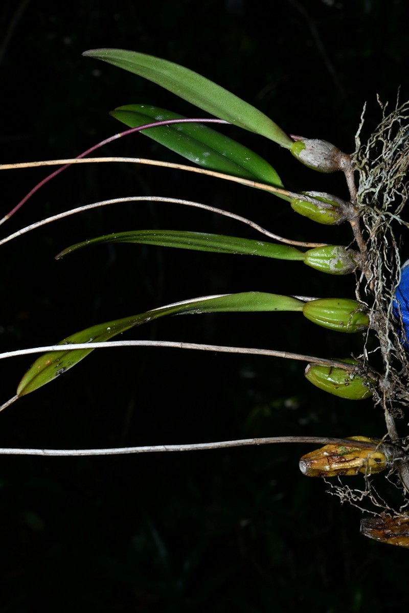 Bulbophyllum erectum photo 3